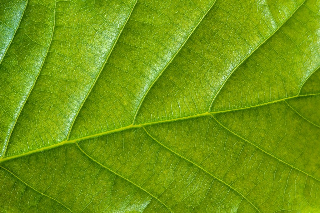 Terrene ® background